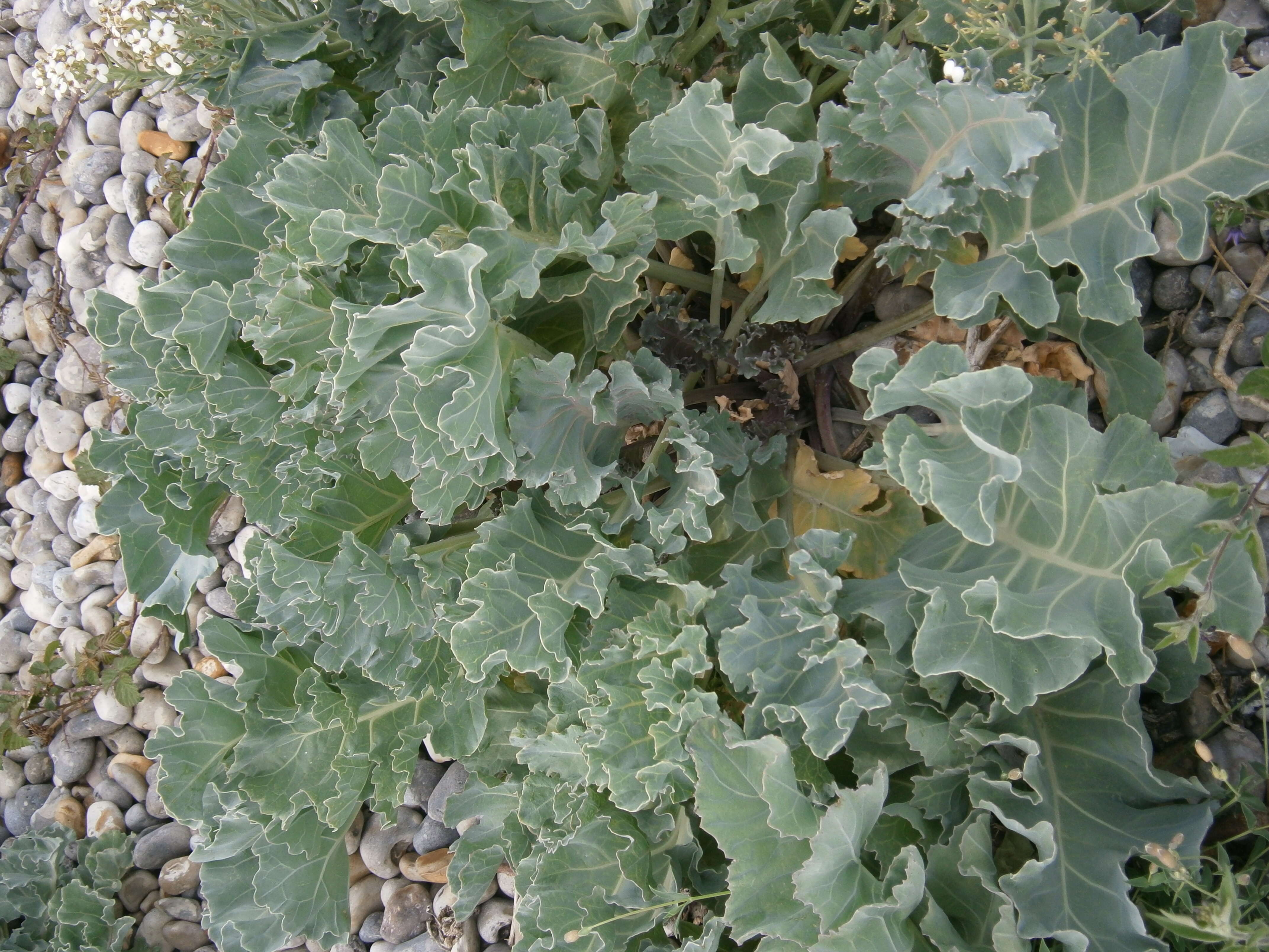 Image of sea kale