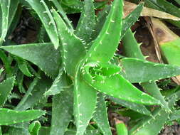 Слика од Aloe perfoliata L.