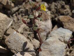 Erythranthe rubella (A. Gray) N. S. Fraga resmi