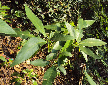 Croton persimilis Müll. Arg.的圖片