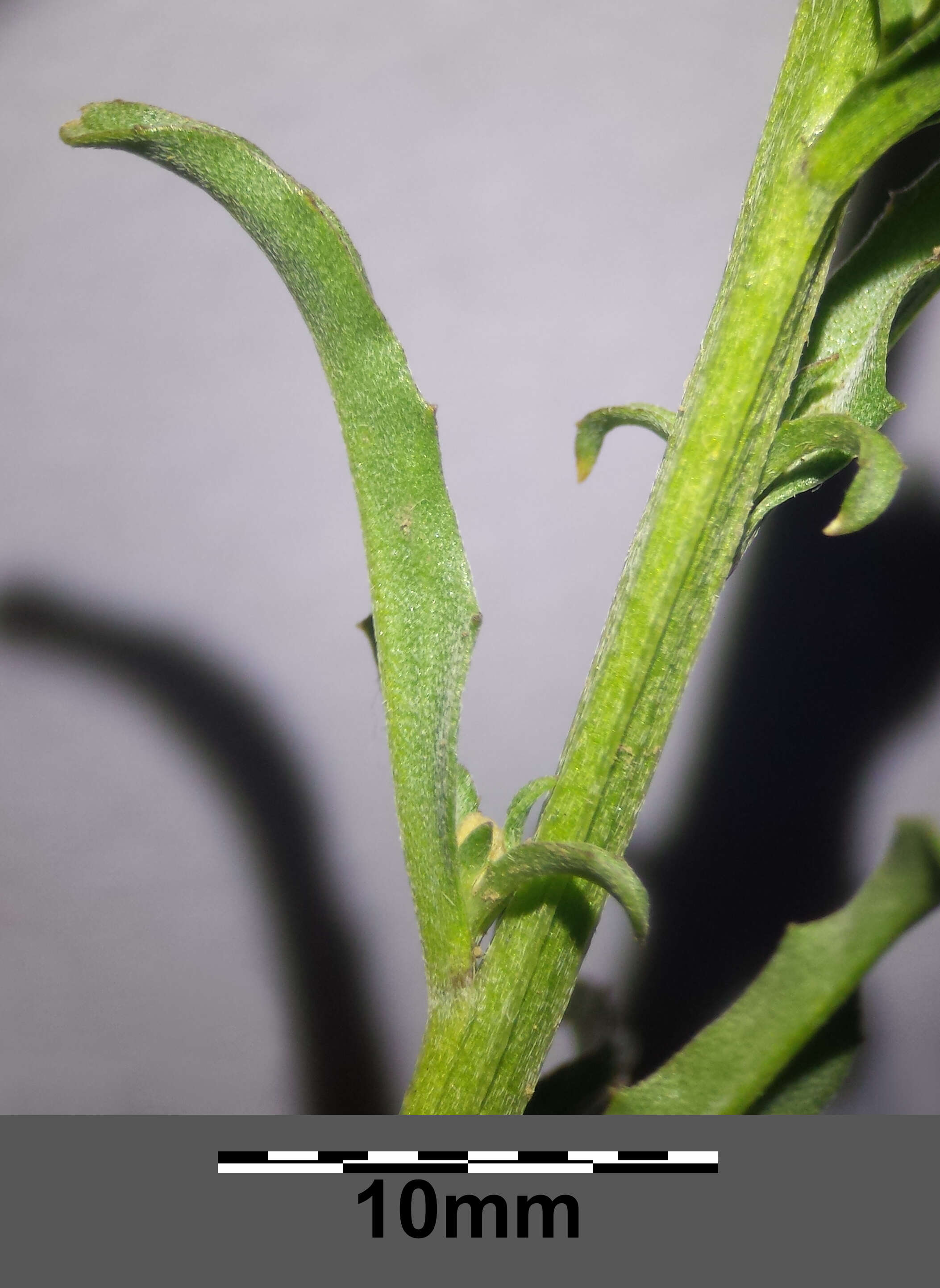 Image of bushy wallflower