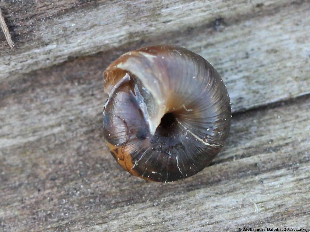 Image of Hairy Snail