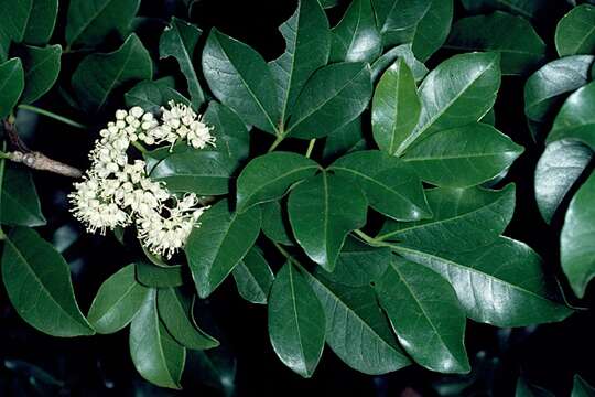 Image of Melicope micrococca (F. Müll.) T. G. Hartley