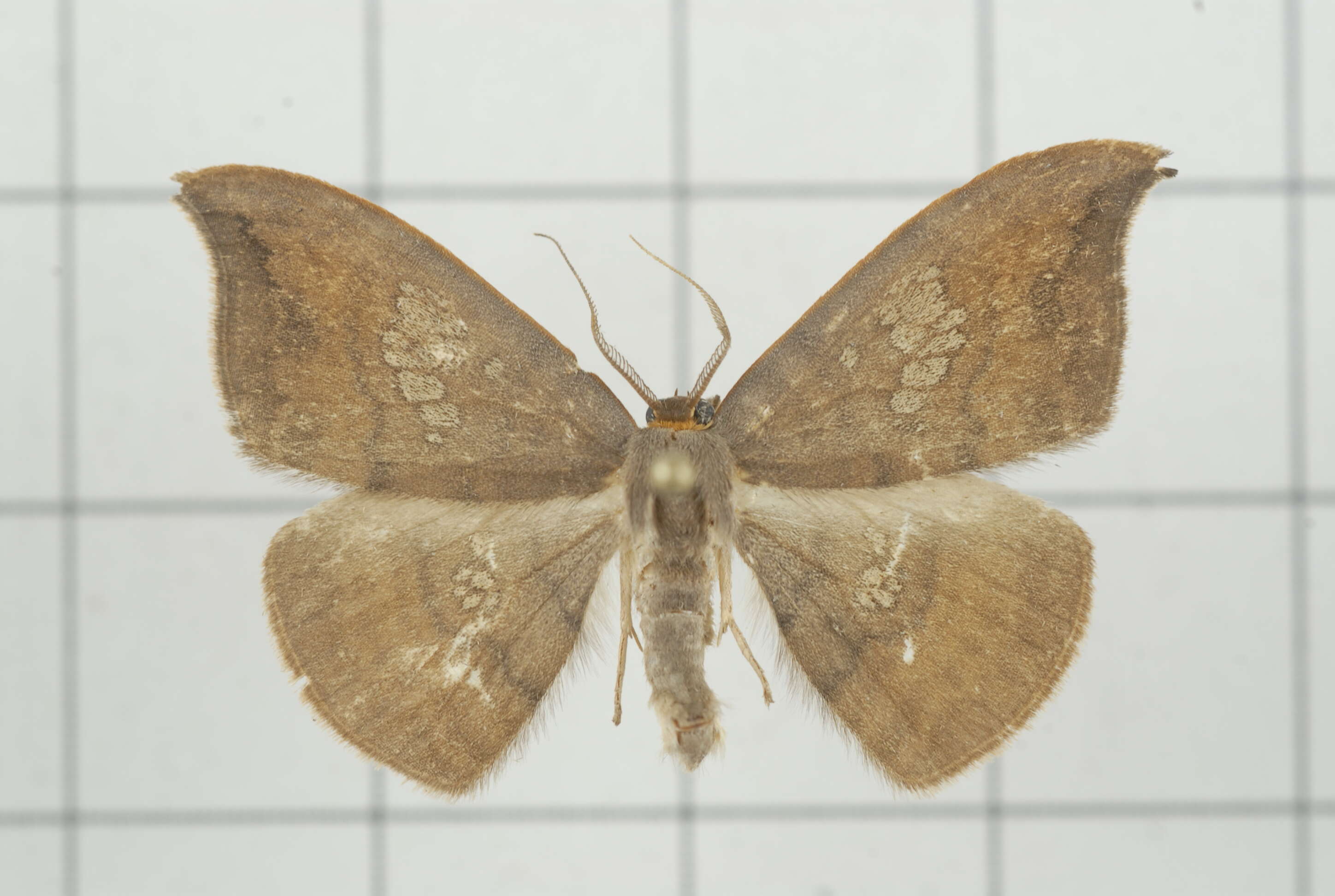 Image of Agnidra scabiosa Butler 1877