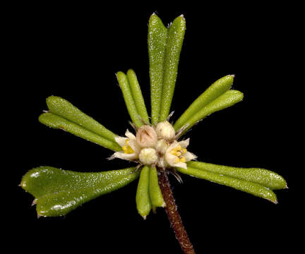 Image of Stenanthemum emarginatum B. L. Rye