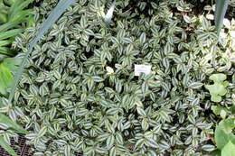 Imagem de Tradescantia zebrina Bosse