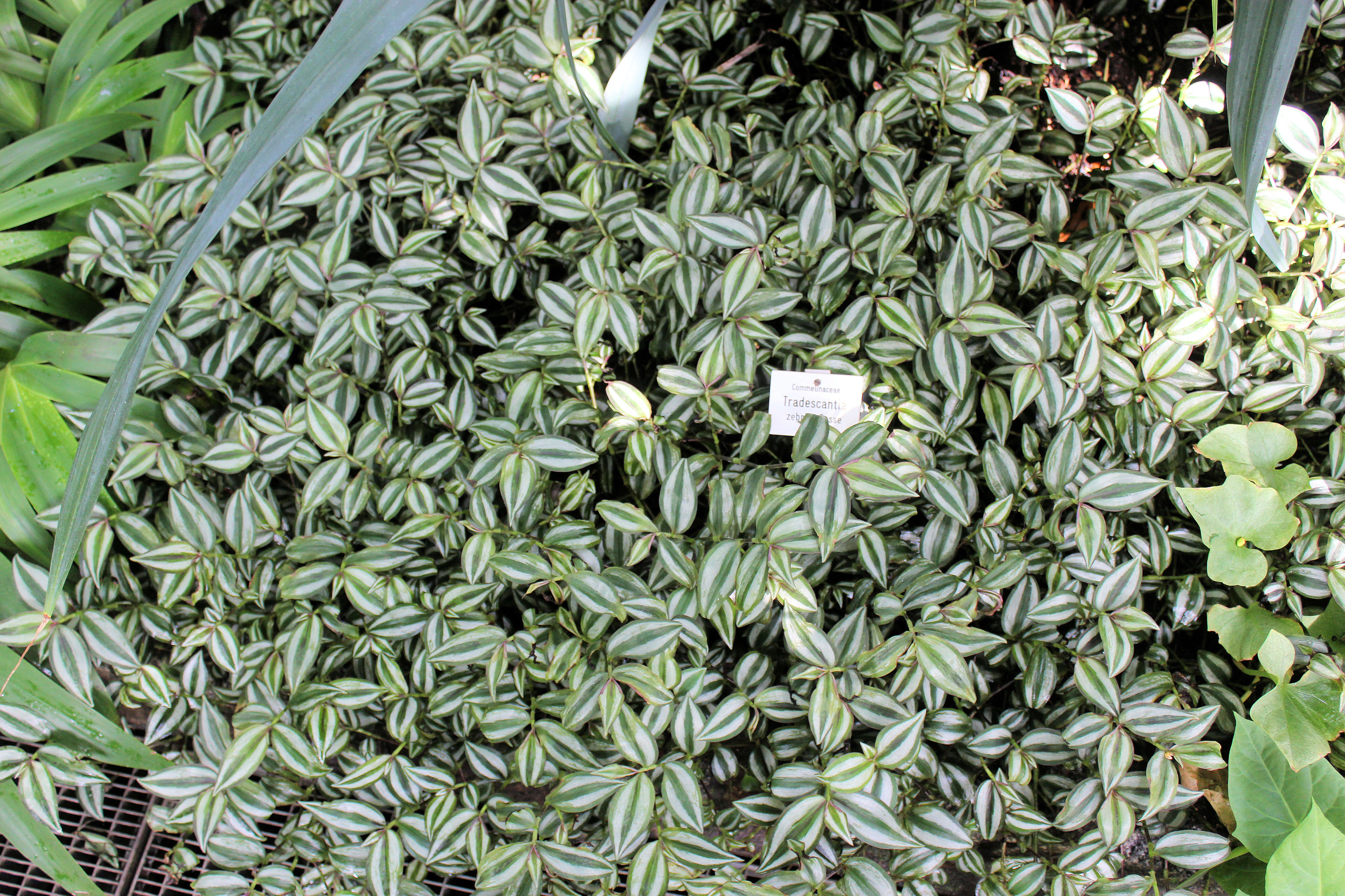 Imagem de Tradescantia zebrina Bosse