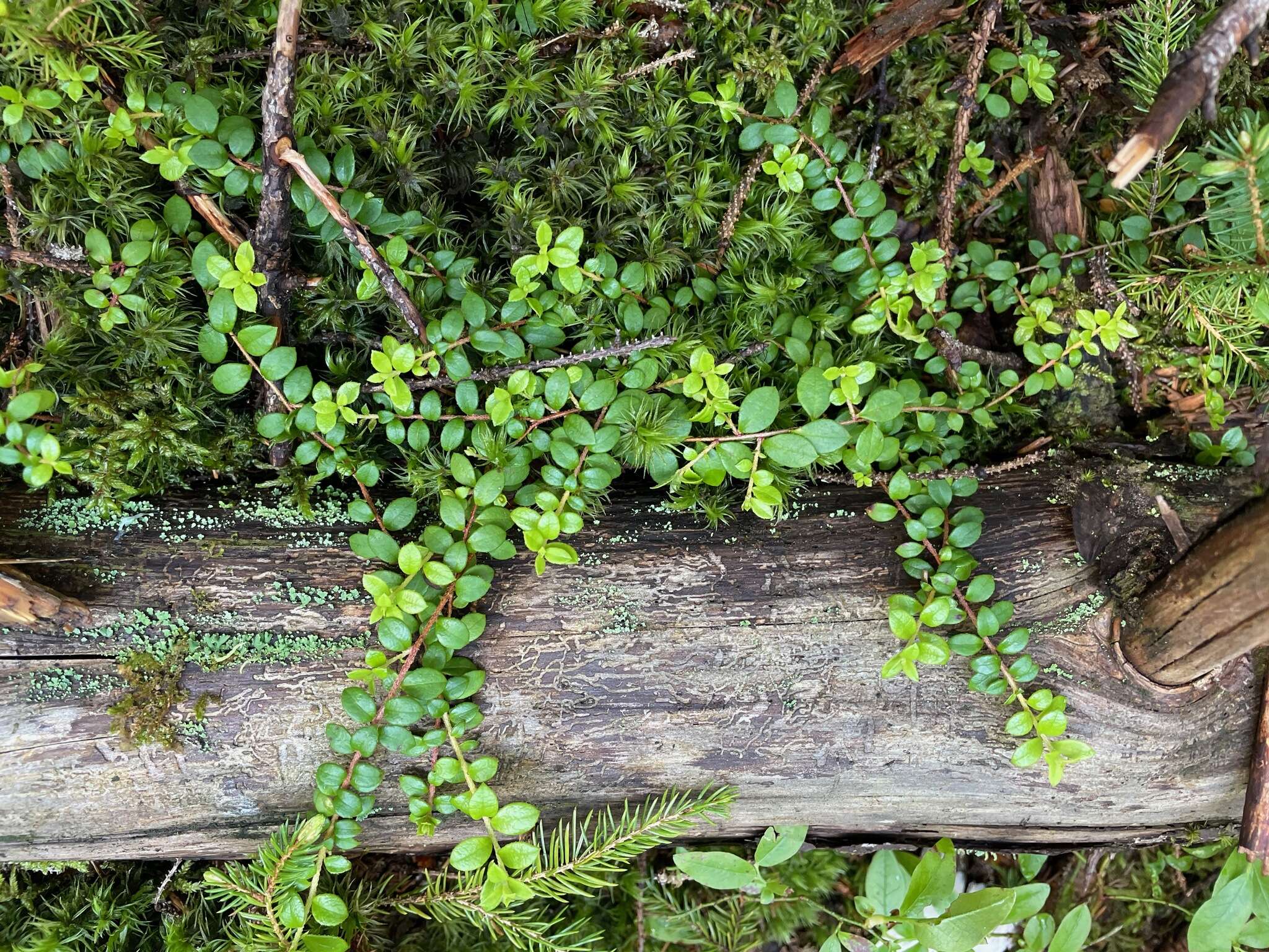 Image of creeping snowberry