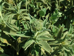 Image of shrubby Jerusalem sage