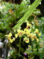 Image of Lockhartia oerstedii Rchb. fil.
