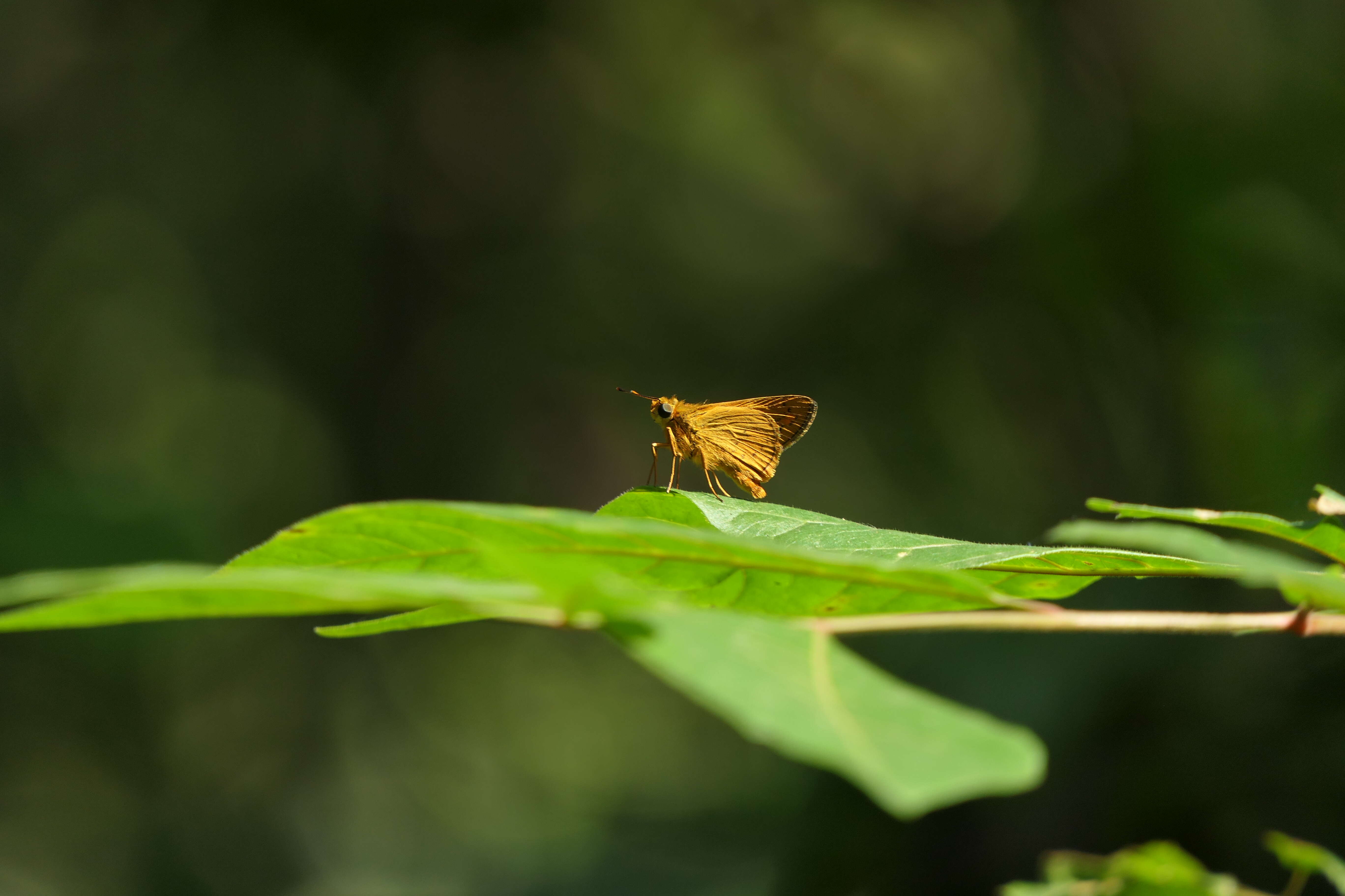 Image of Telicota bambusae