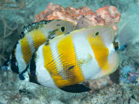 Image of Orangebanded coralfish