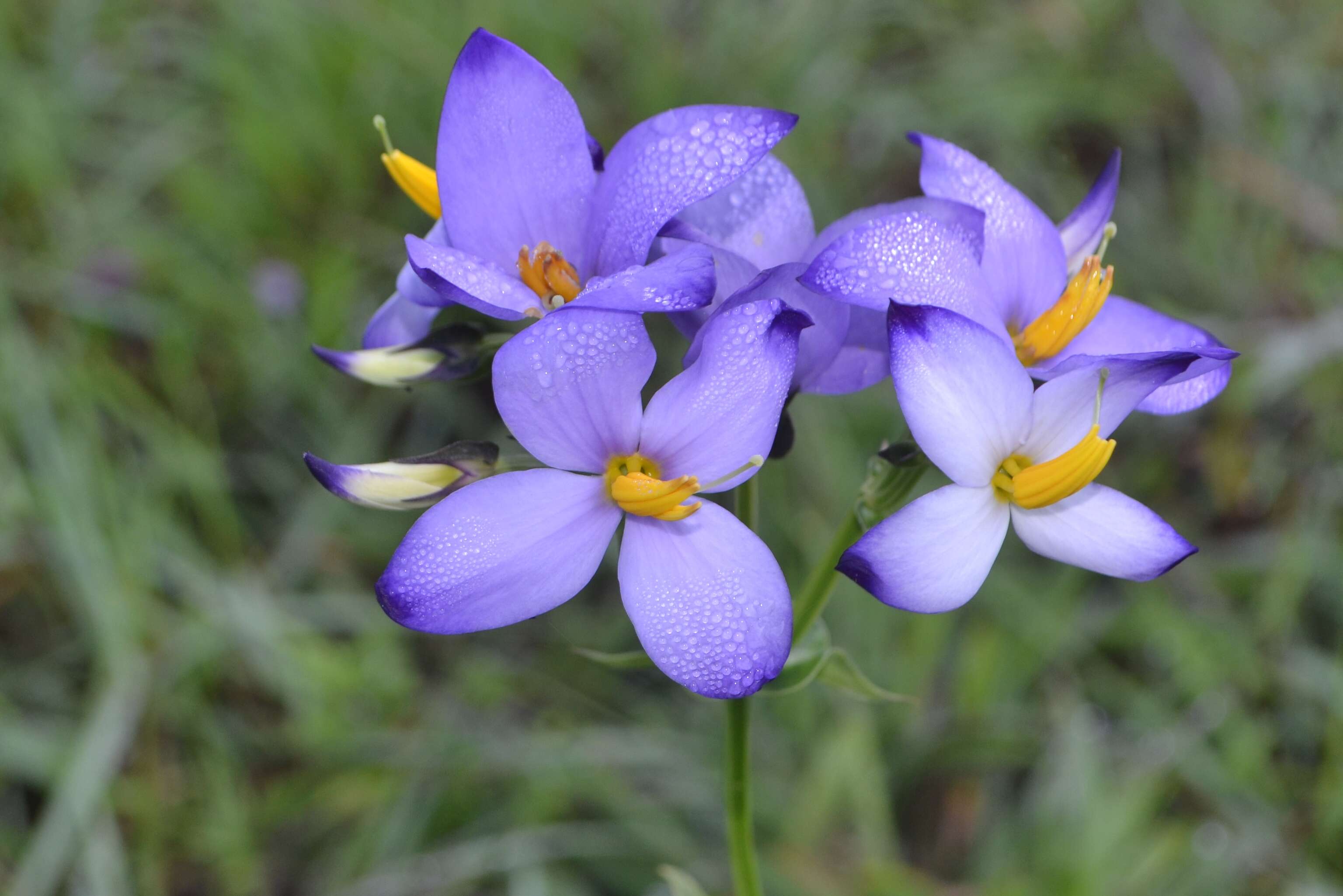 Image of Exacum tetragonum Roxb.