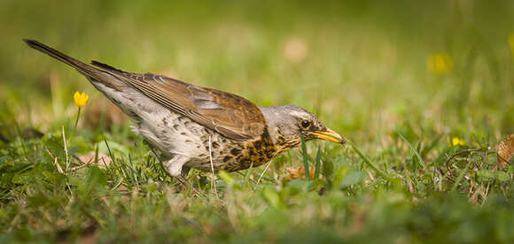 Image of Fieldfare