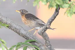 Image of Rufous-collared Robin