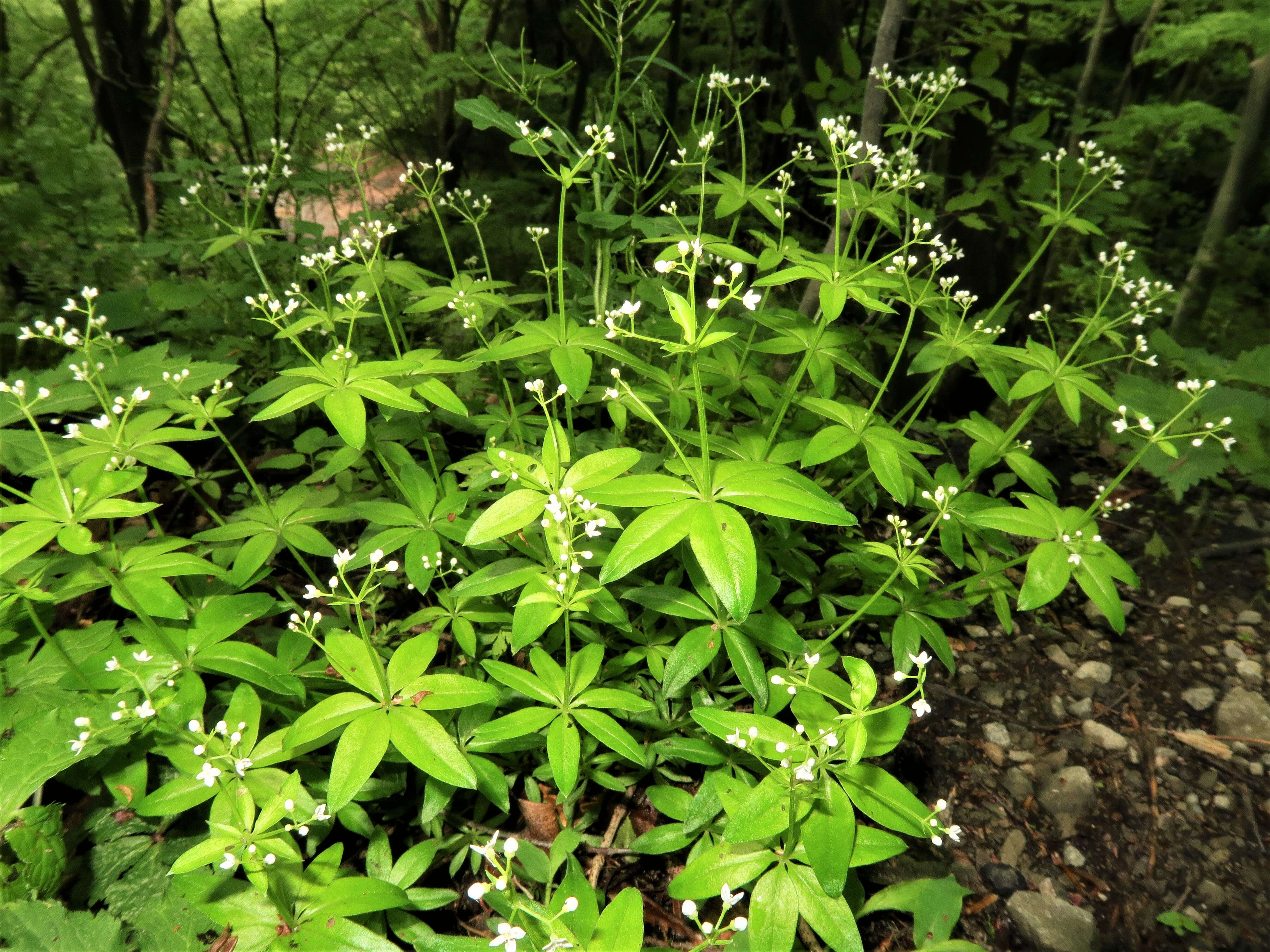 Image of bedstraw