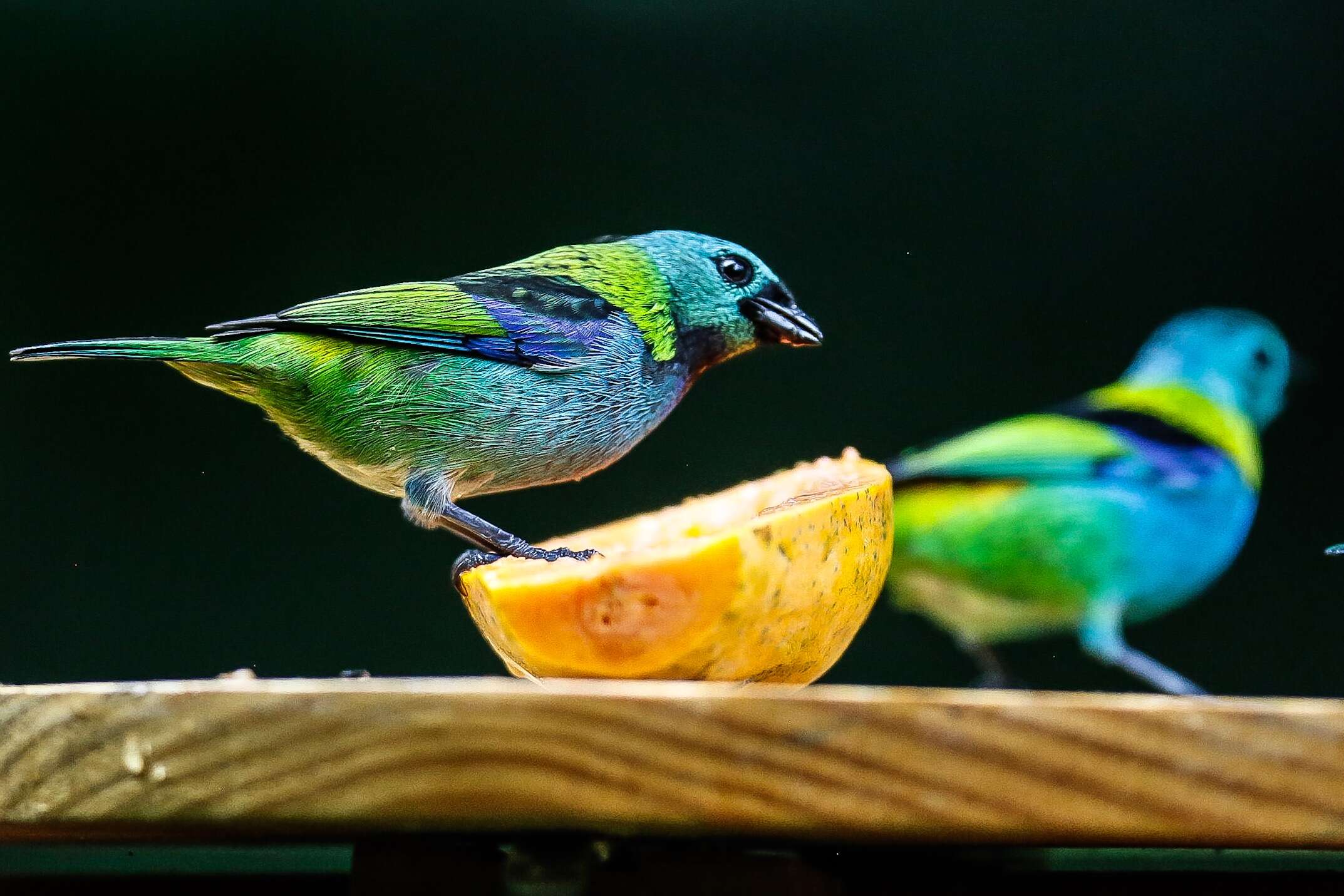 Image de Calliste à tête verte