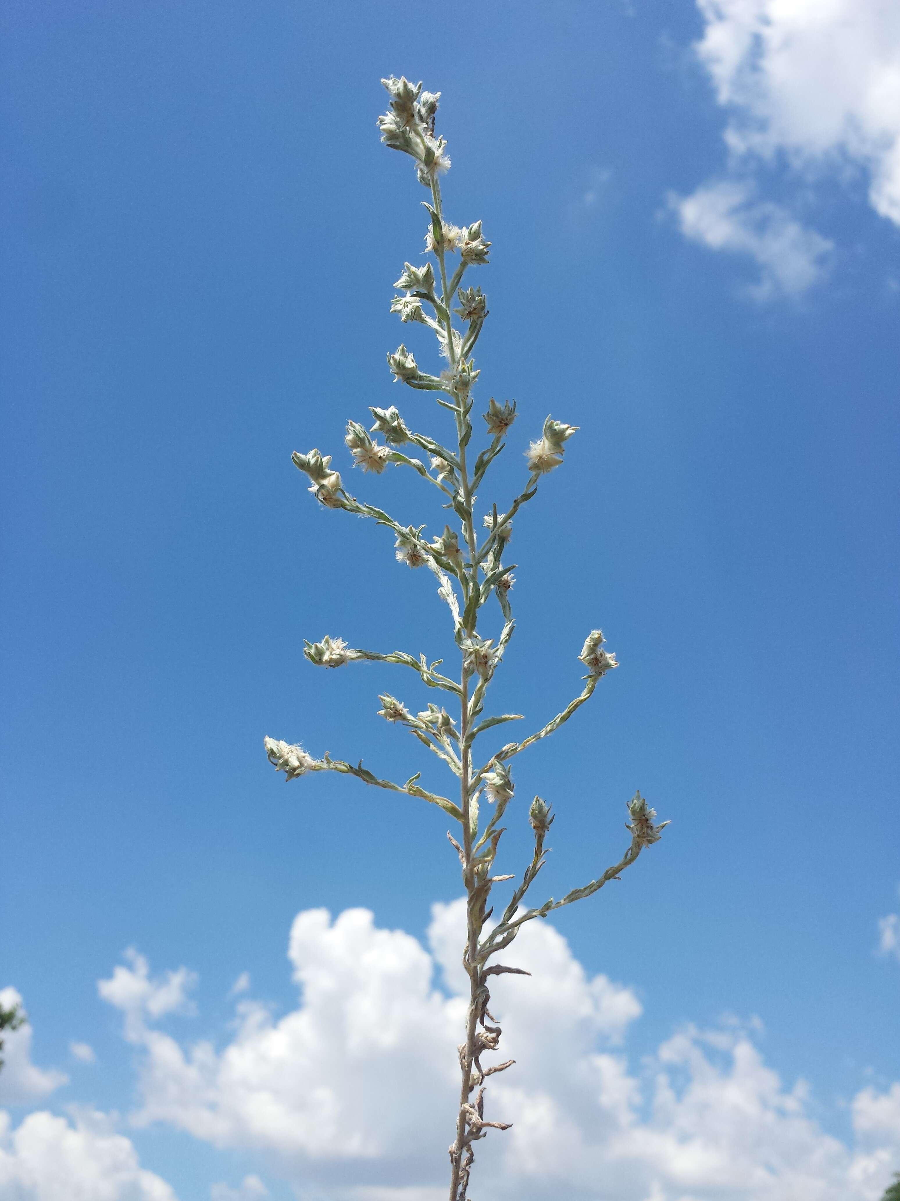 Image of field cudweed