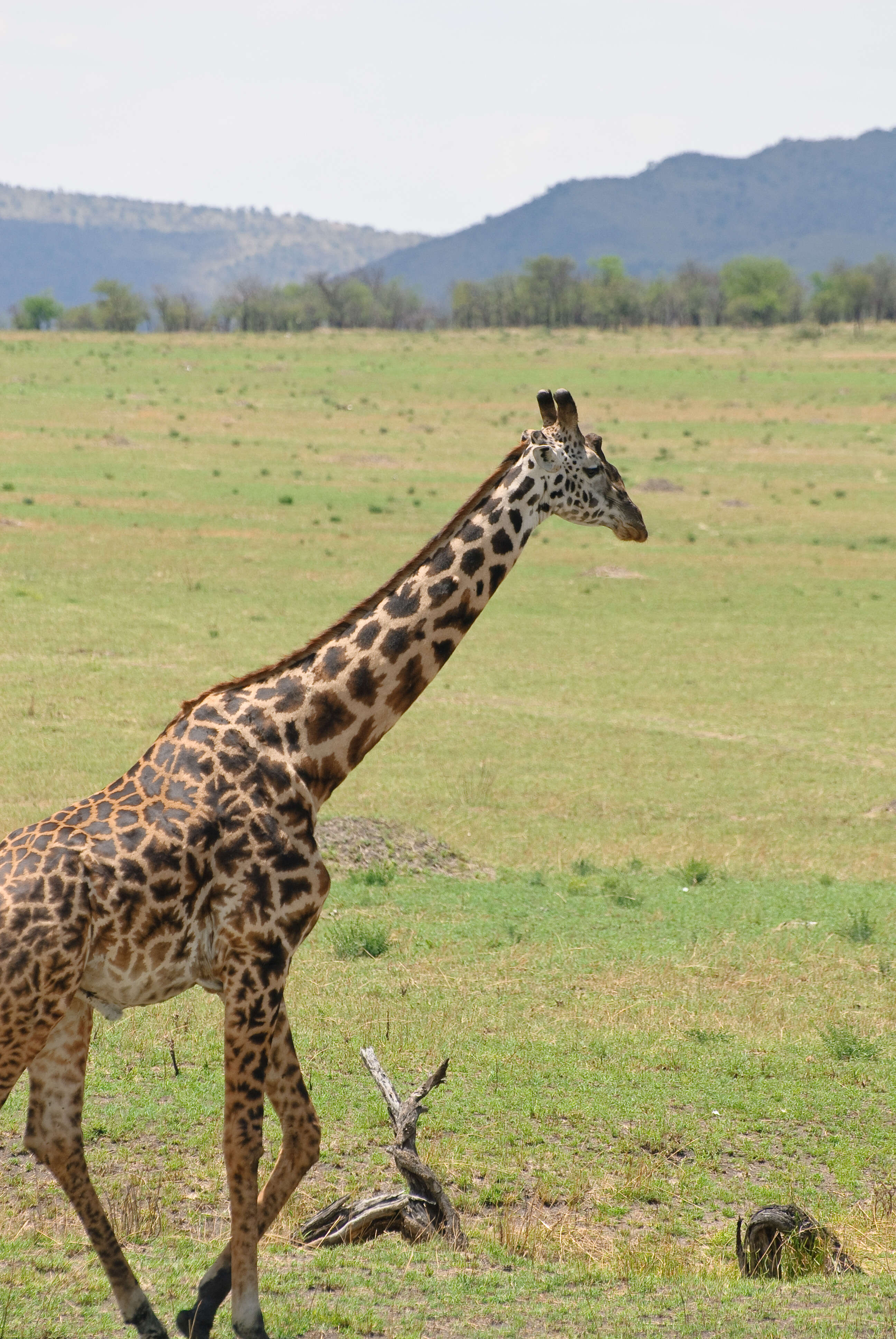 Image of Giraffe