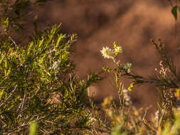 Image of Melaleuca trichostachya Lindl.