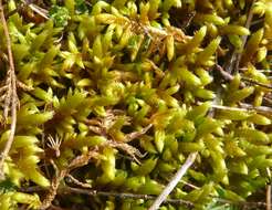 Image of rhytidium moss