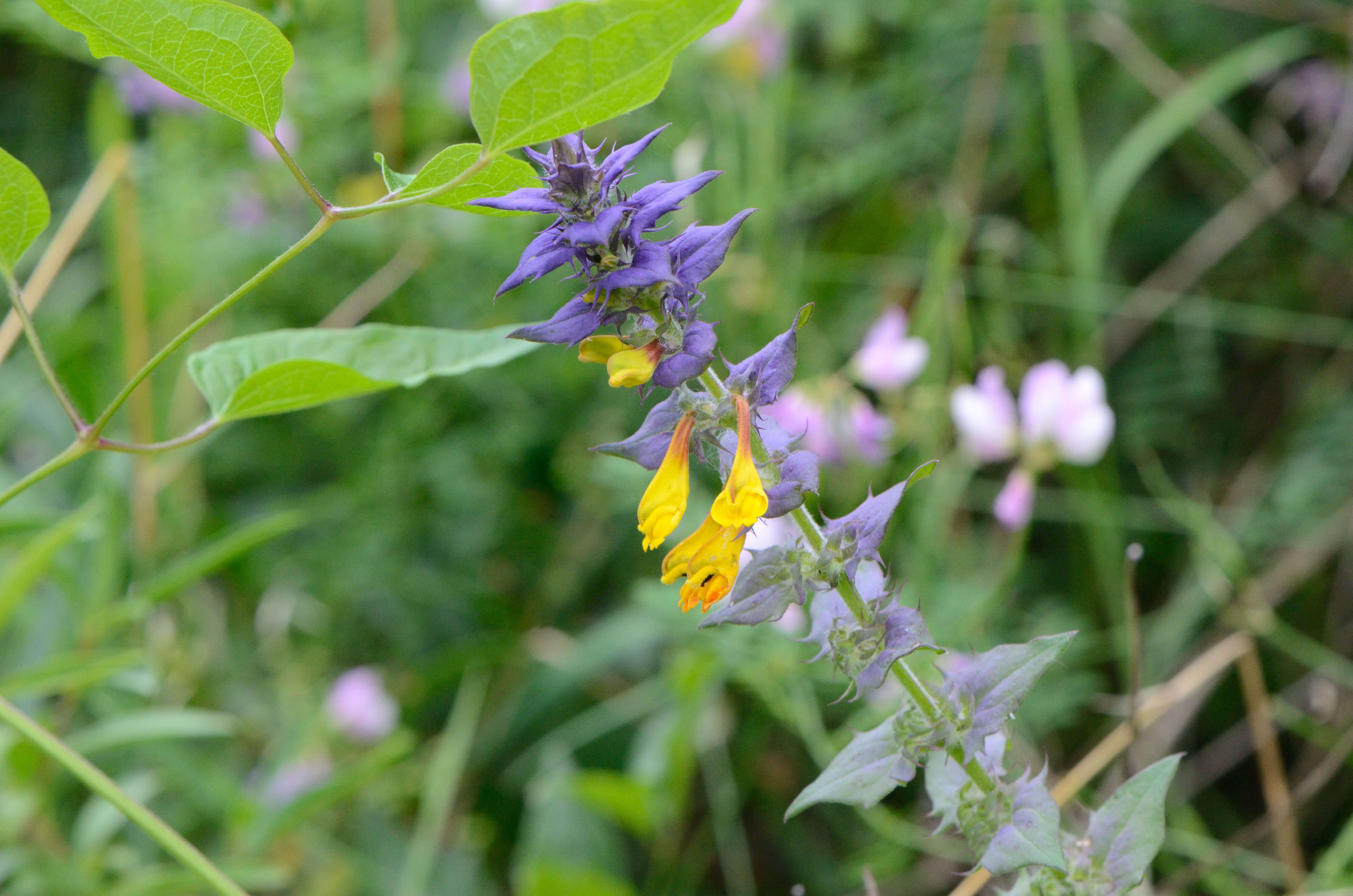 Слика од Melampyrum nemorosum L.