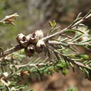 صورة Melaleuca phoidophylla Barlow ex L. A. Craven