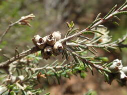 Sivun Melaleuca phoidophylla Barlow ex L. A. Craven kuva