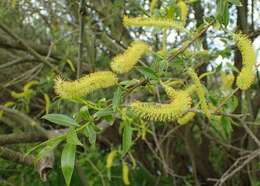 Image de Saule fragile