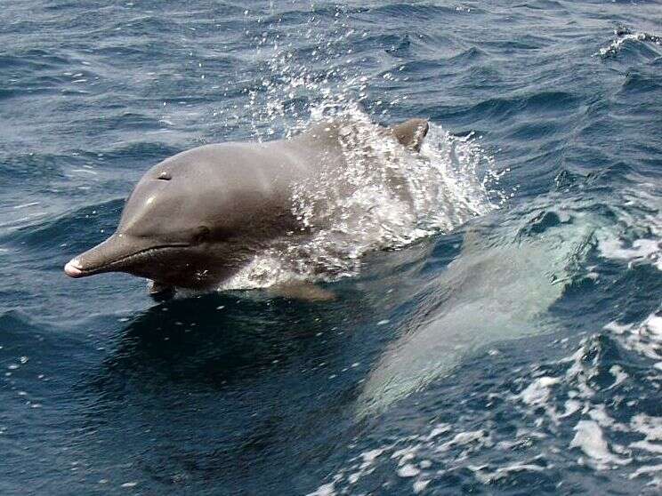 Image of Indian Humpback Dolphin