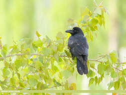 Image of Large-billed Crow