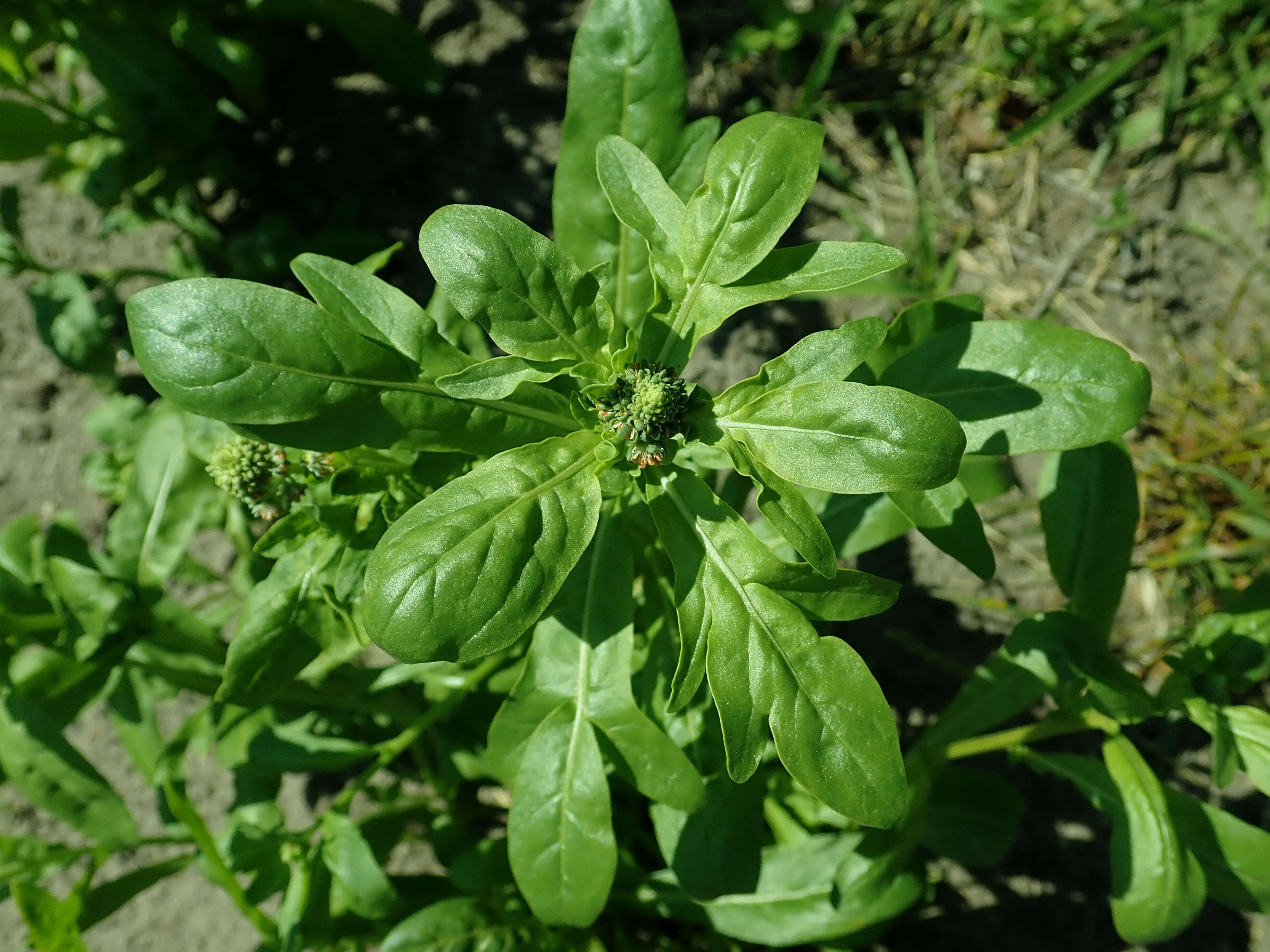 Image of garden mignonette