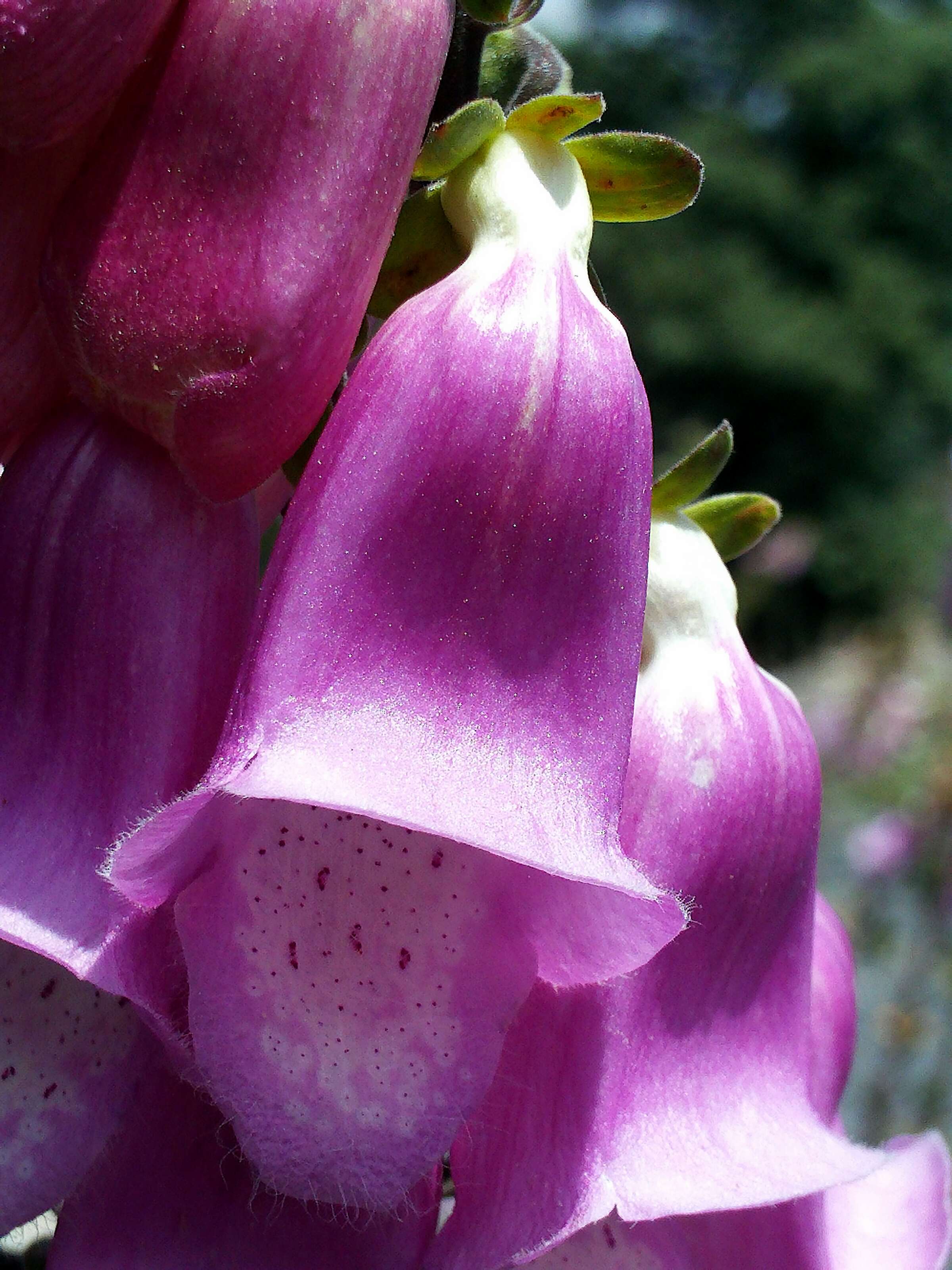 Image of Digitalis mariana Boiss.