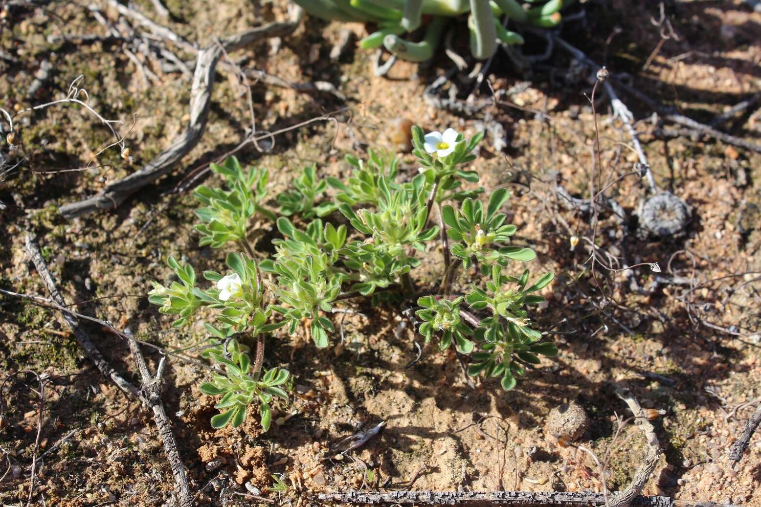 Sivun Oxalis virginea Jacq. kuva