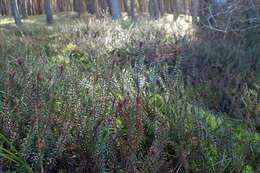 Image of black crowberry