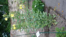 Image of common evening primrose