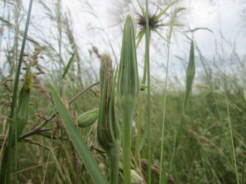 Image of yellow salsify