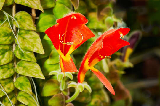 Image of Columnea microcalyx Hanst.