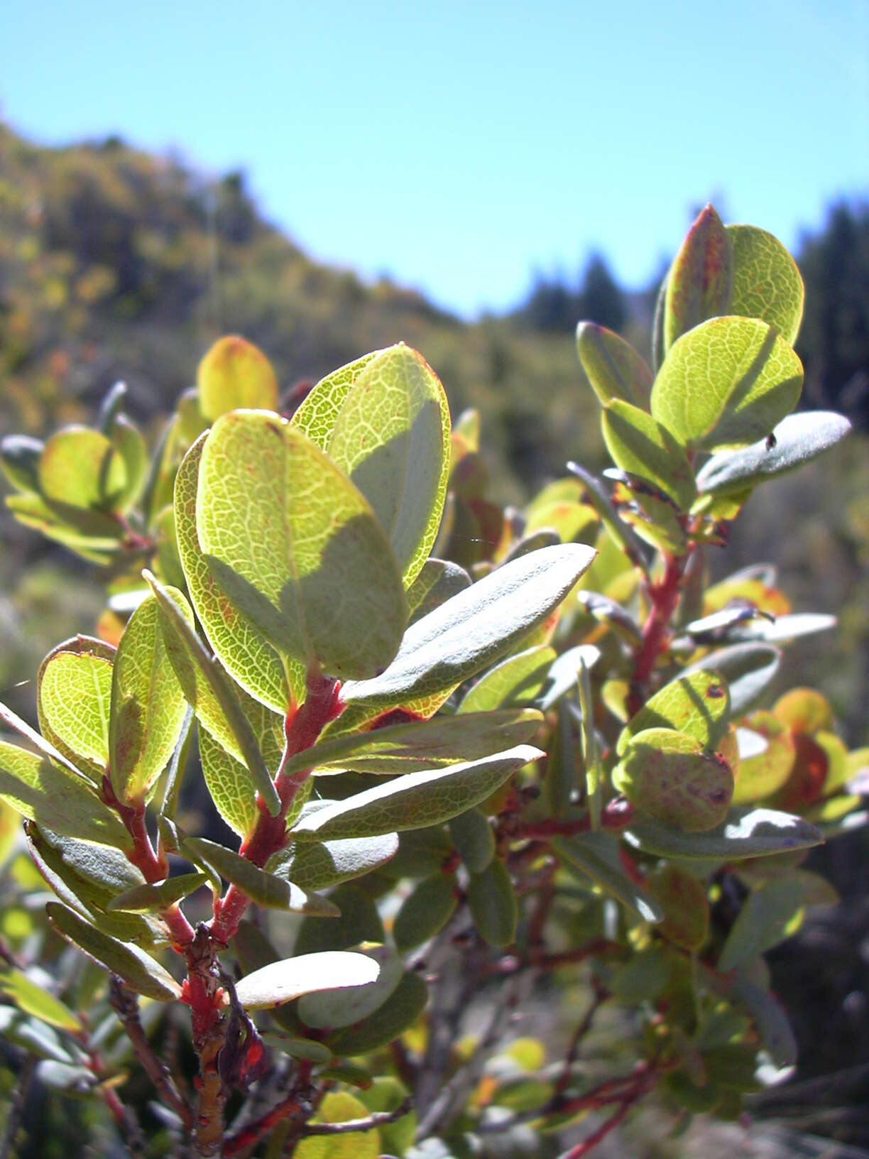 Image de Vaccinium reticulatum Sm.