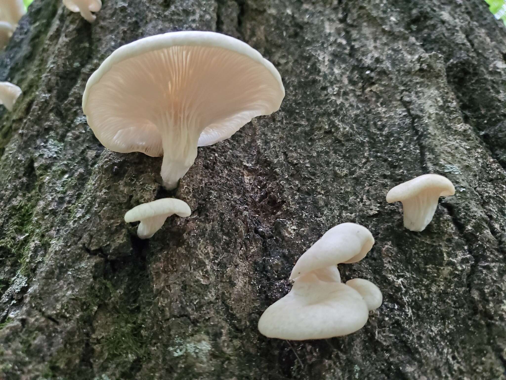 Image of Pleurotus pulmonarius (Fr.) Quél. 1872