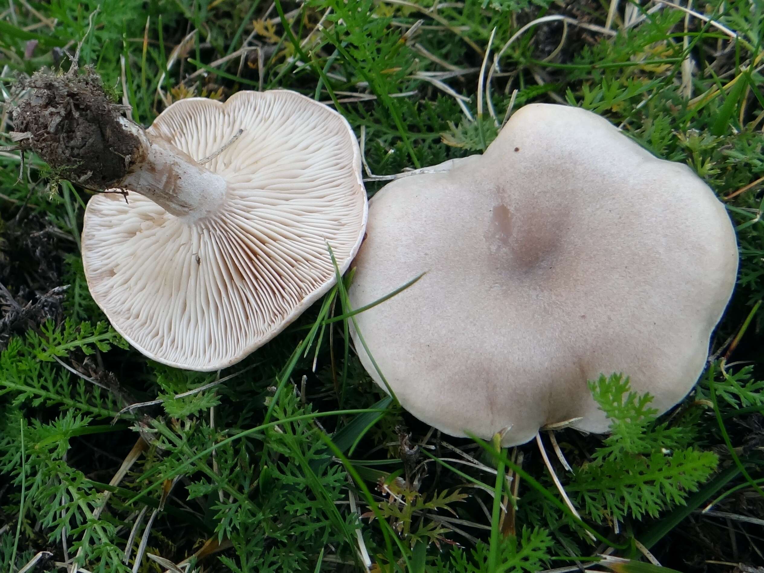 Image of Lepista panaeolus (Fr.) P. Karst. 1879