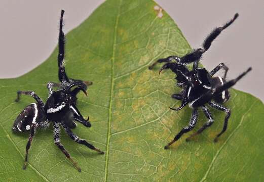 Image of Golden jumping spider