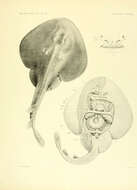 Imagem de Hemitrygon sinensis (Steindachner 1892)