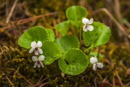 Image of white violet