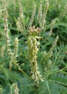 Image of Russian milkvetch