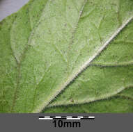 Слика од Lysimachia punctata L.