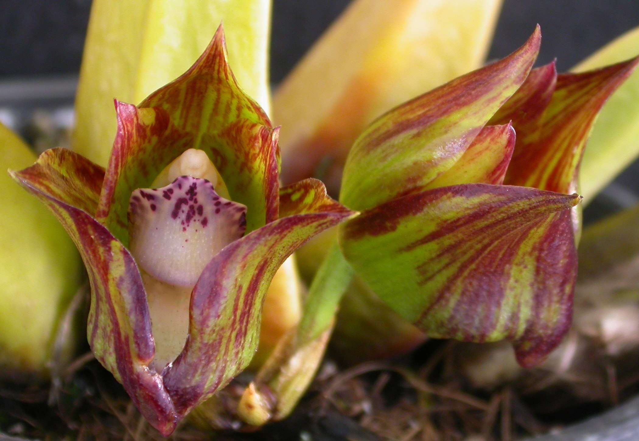 Image of Bifrenaria tetragona (Lindl.) Schltr.