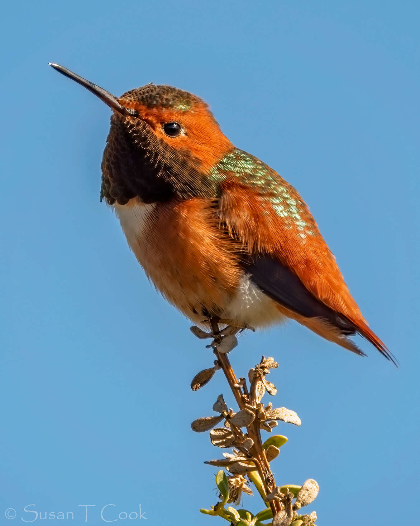 Image of Allen's Hummingbird