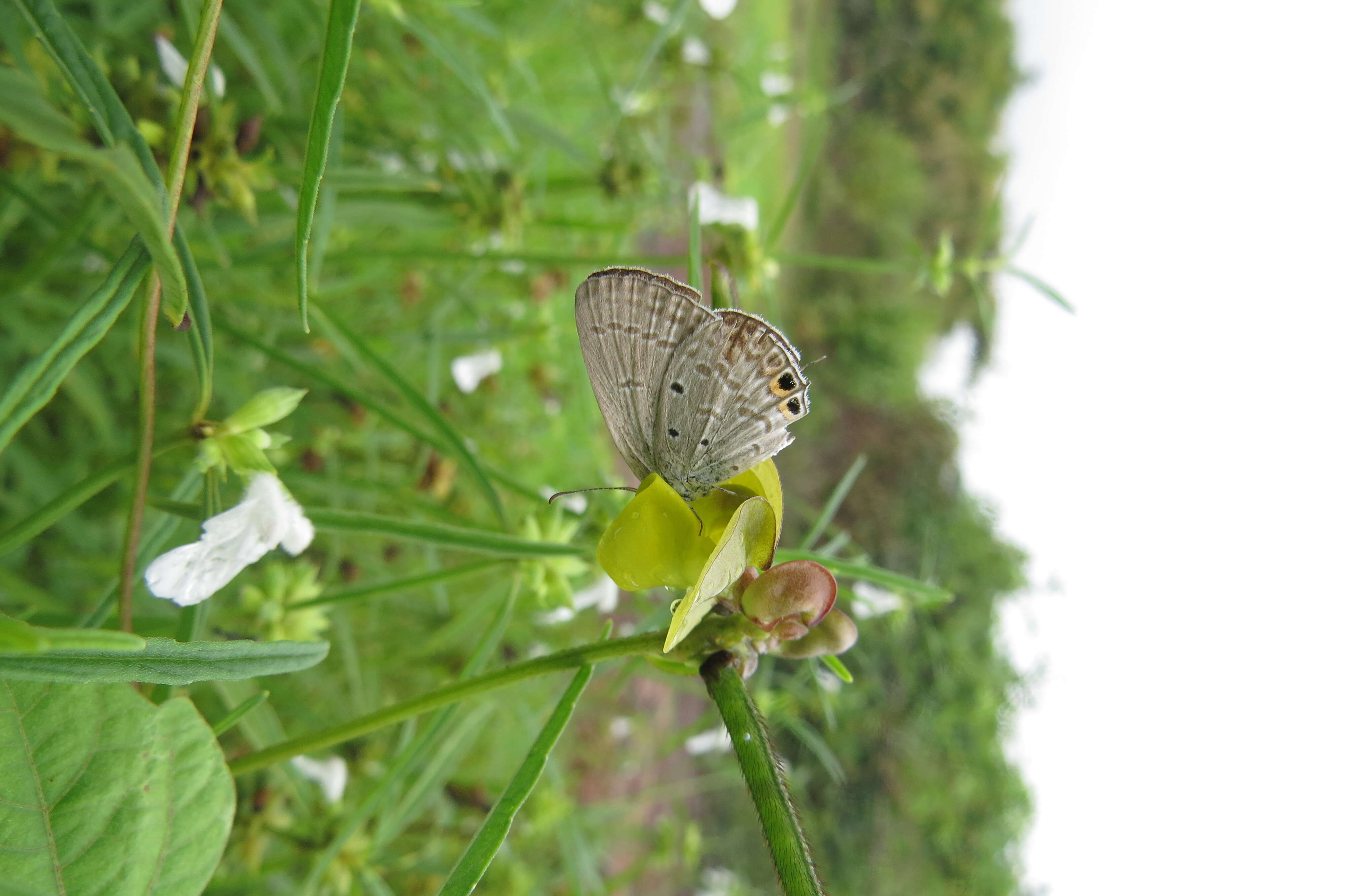 صورة Euchrysops cnejus (Fabricius 1798)