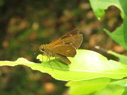 Слика од Polytremis lubricans Herrich-Schäffer 1869